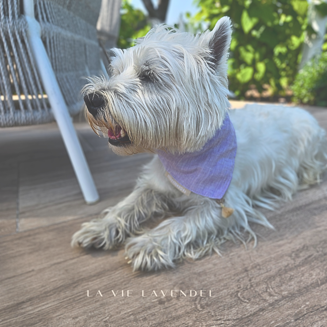 la vie ▪︎ Lavendel