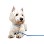 Hundehalsband Azur