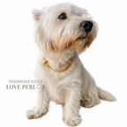 L o v e  DogCollar Golden Summer